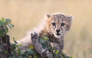 Preview wallpaper cheetah, cub, grass, bark