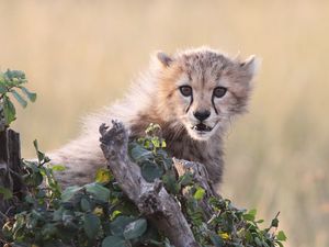 Preview wallpaper cheetah, cub, grass, bark