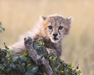 Preview wallpaper cheetah, cub, grass, bark