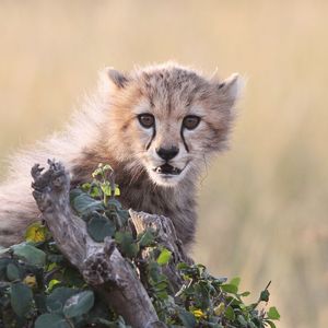 Preview wallpaper cheetah, cub, grass, bark