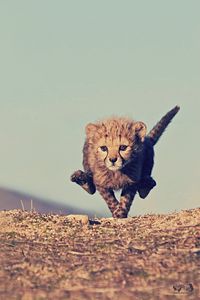 Preview wallpaper cheetah, cub, jump, sky