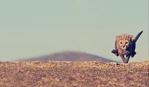 Preview wallpaper cheetah, cub, jump, sky