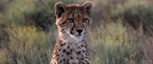 Preview wallpaper cheetah, cub, kitten, predator