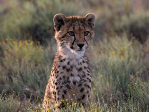 Preview wallpaper cheetah, cub, kitten, predator