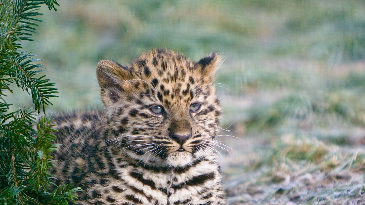 Wallpaper cheetah, cub, lying, predator