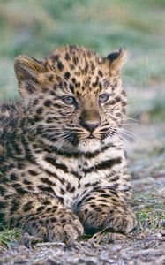 Preview wallpaper cheetah, cub, lying, predator