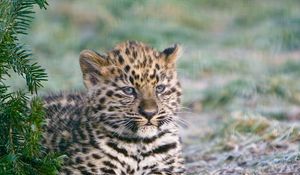 Preview wallpaper cheetah, cub, lying, predator