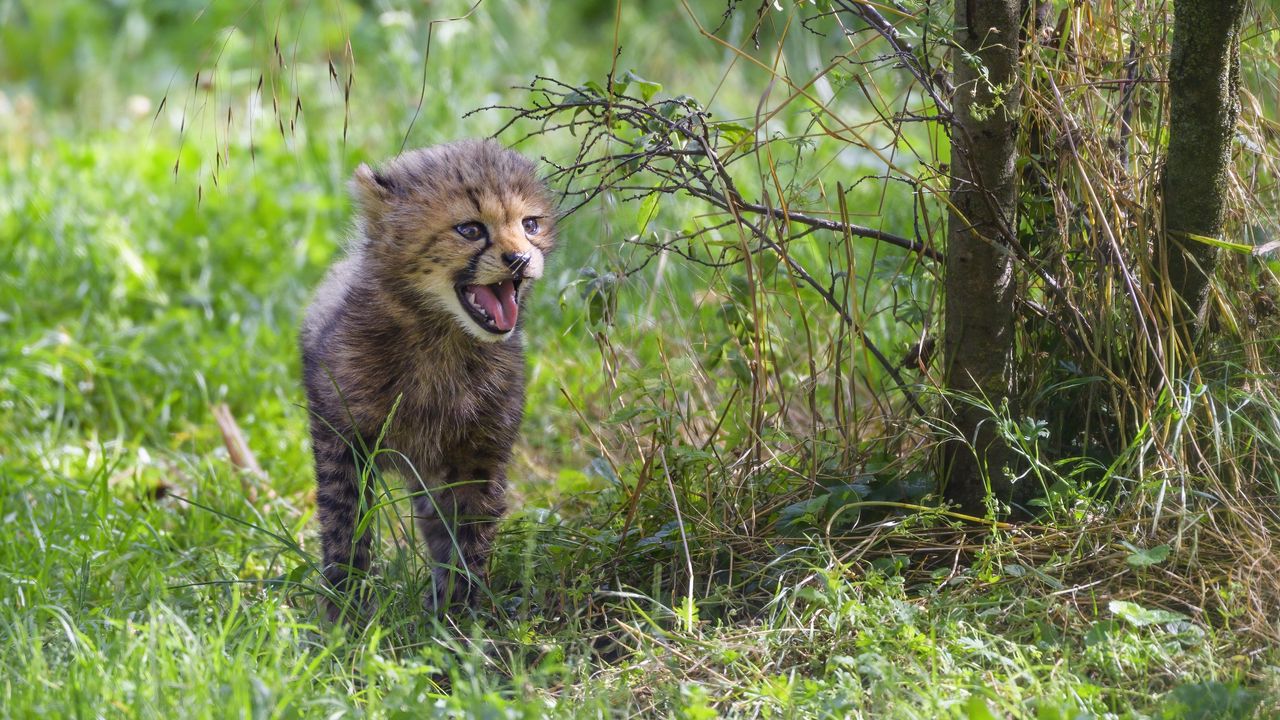 Wallpaper cheetah, cub, protruding tongue, cute