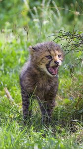 Preview wallpaper cheetah, cub, protruding tongue, cute