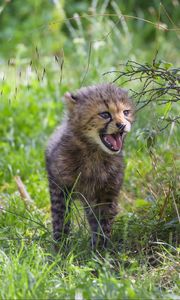 Preview wallpaper cheetah, cub, protruding tongue, cute