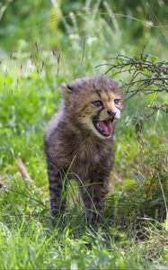 Preview wallpaper cheetah, cub, protruding tongue, cute