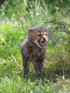 Preview wallpaper cheetah, cub, protruding tongue, cute