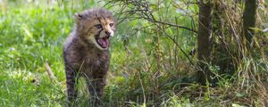 Preview wallpaper cheetah, cub, protruding tongue, cute