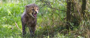 Preview wallpaper cheetah, cub, protruding tongue, cute