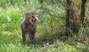 Preview wallpaper cheetah, cub, protruding tongue, cute