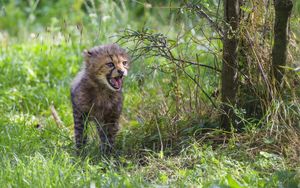 Preview wallpaper cheetah, cub, protruding tongue, cute