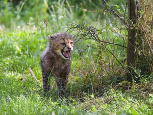 Preview wallpaper cheetah, cub, protruding tongue, cute