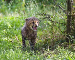 Preview wallpaper cheetah, cub, protruding tongue, cute