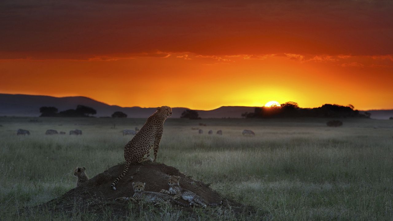 Wallpaper cheetah, elevation, sitting, sunset, grass, horizon