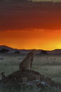 Preview wallpaper cheetah, elevation, sitting, sunset, grass, horizon