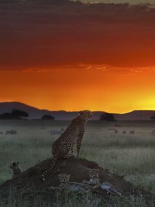 Preview wallpaper cheetah, elevation, sitting, sunset, grass, horizon