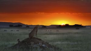 Preview wallpaper cheetah, elevation, sitting, sunset, grass, horizon