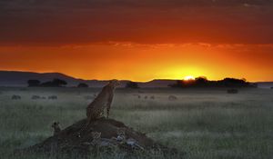 Preview wallpaper cheetah, elevation, sitting, sunset, grass, horizon