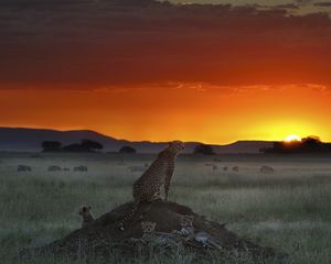 Preview wallpaper cheetah, elevation, sitting, sunset, grass, horizon