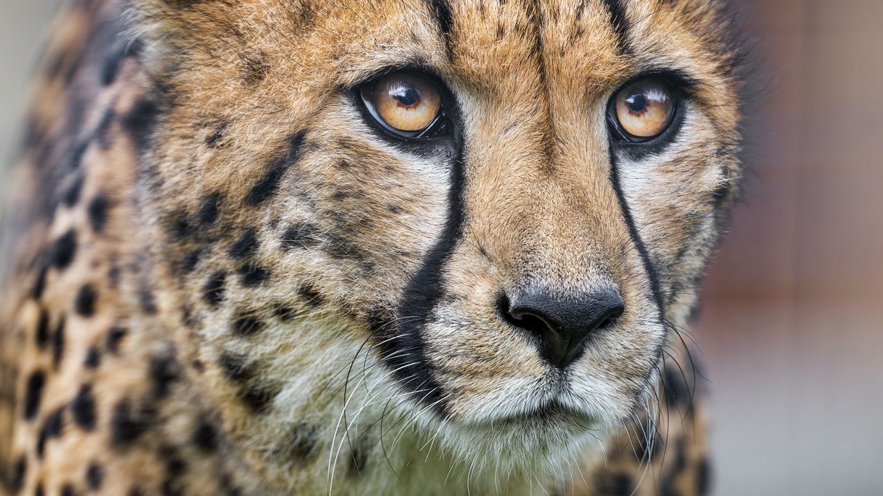 Wallpaper cheetah, eyes, predator, big cat, animal