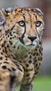 Preview wallpaper cheetah, eyes, predator, big cat, animal