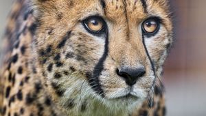 Preview wallpaper cheetah, eyes, predator, big cat, animal