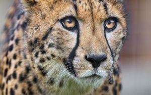 Preview wallpaper cheetah, eyes, predator, big cat, animal