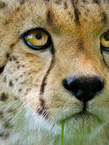 Preview wallpaper cheetah, face, baby, nose, close-up