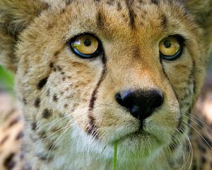 Preview wallpaper cheetah, face, baby, nose, close-up