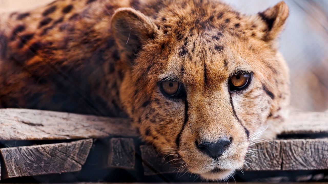 Wallpaper cheetah, face, big cat, predator
