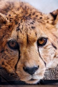 Preview wallpaper cheetah, face, big cat, predator