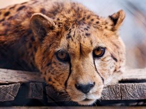 Preview wallpaper cheetah, face, big cat, predator