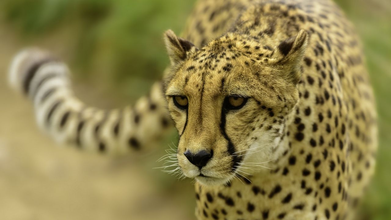 Wallpaper cheetah, face, blurring