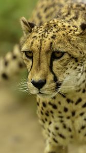 Preview wallpaper cheetah, face, blurring
