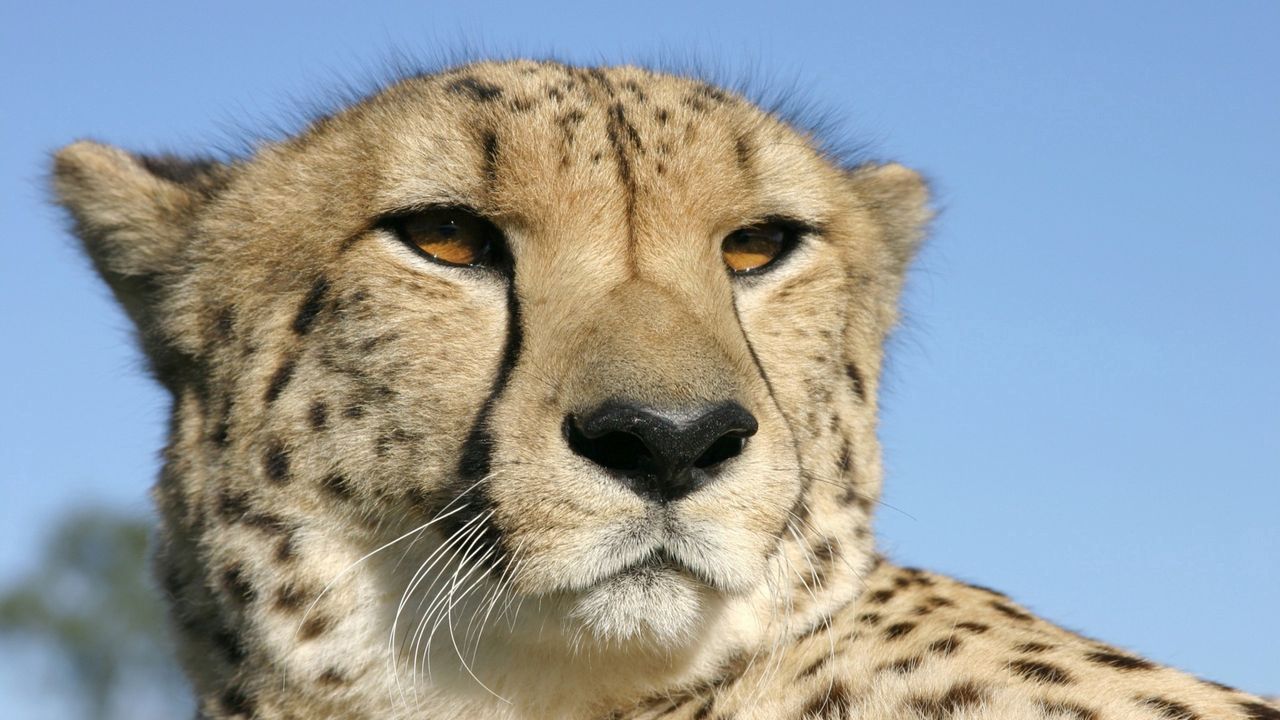 Wallpaper cheetah, face, color, spotted