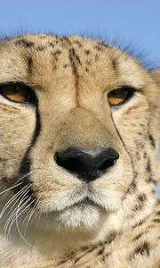 Preview wallpaper cheetah, face, color, spotted