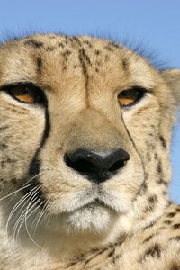 Preview wallpaper cheetah, face, color, spotted