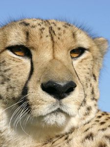 Preview wallpaper cheetah, face, color, spotted