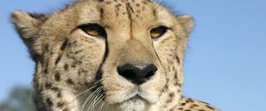 Preview wallpaper cheetah, face, color, spotted