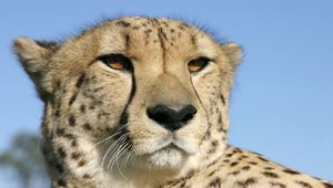 Preview wallpaper cheetah, face, color, spotted