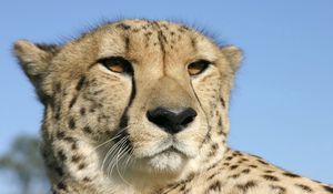 Preview wallpaper cheetah, face, color, spotted