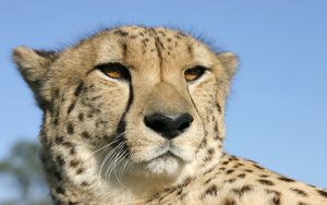 Preview wallpaper cheetah, face, color, spotted