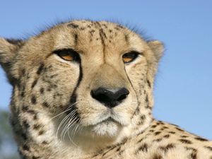 Preview wallpaper cheetah, face, color, spotted