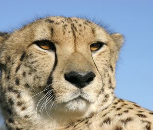 Preview wallpaper cheetah, face, color, spotted