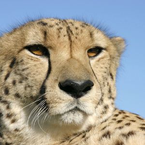 Preview wallpaper cheetah, face, color, spotted
